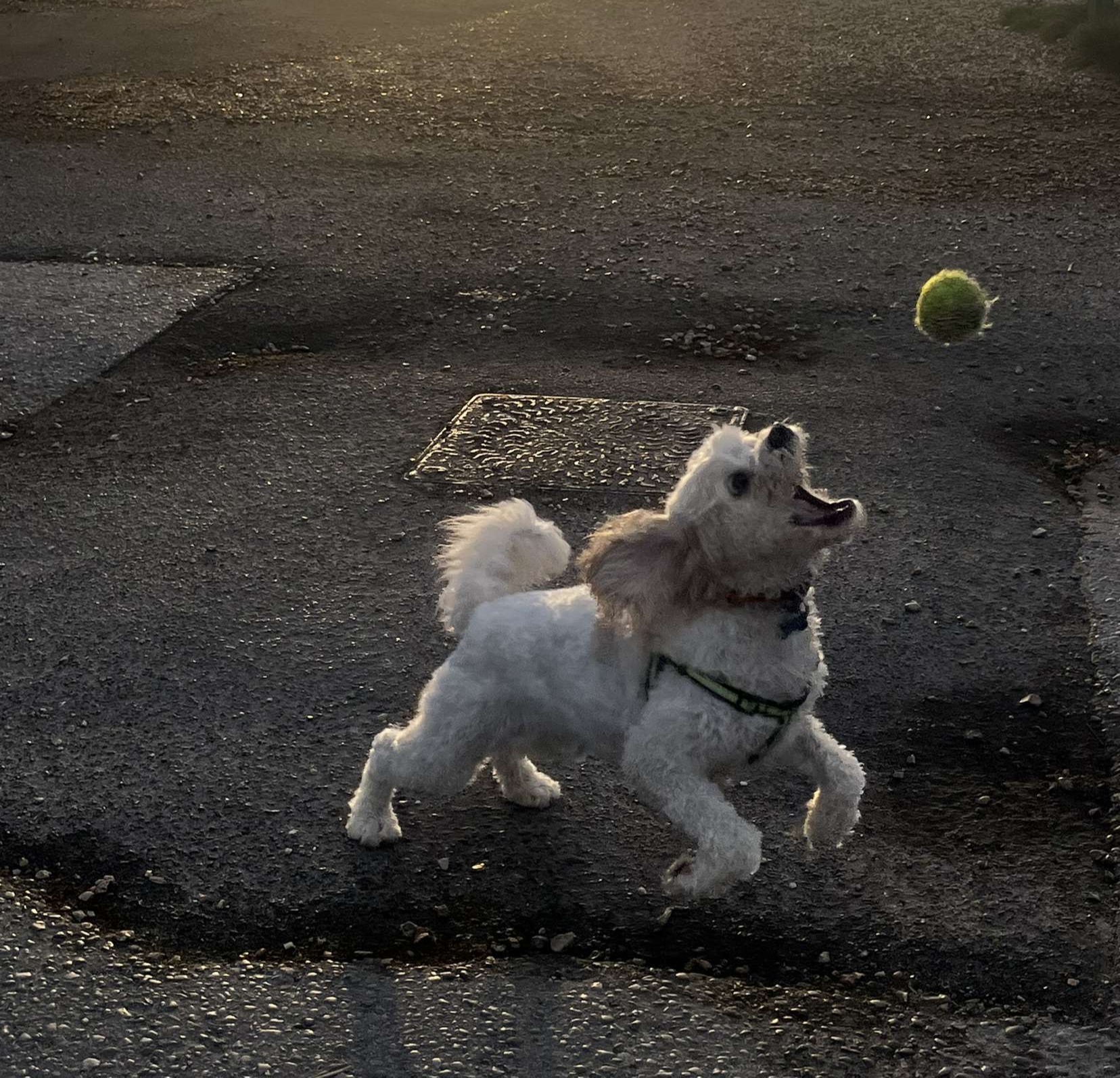 Dog outdoors