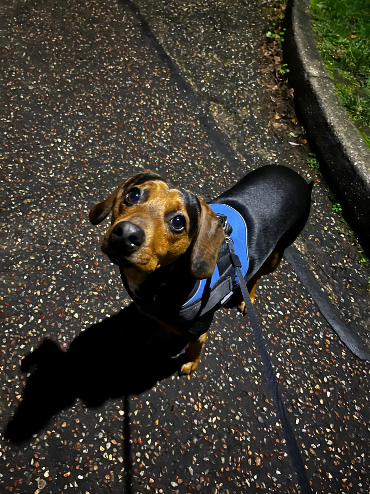 Dog walking